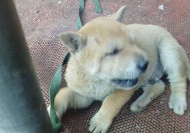 流浪犬被主人拴在马路边，小家伙要想摆脱却束手无策，急得直嗷嗷叫