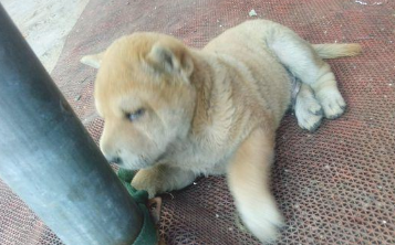 流浪犬被主人拴在马路边，小家伙要想摆脱却束手无策，急得直嗷嗷叫
