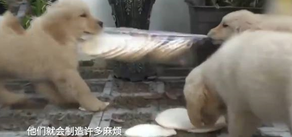 金毛妈妈责怪自己生太多，狗主人直呼天哪！谁爱要谁赶紧领走！