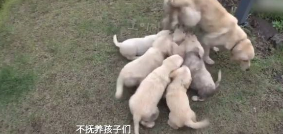 金毛妈妈责怪自己生太多，狗主人直呼天哪！谁爱要谁赶紧领走！