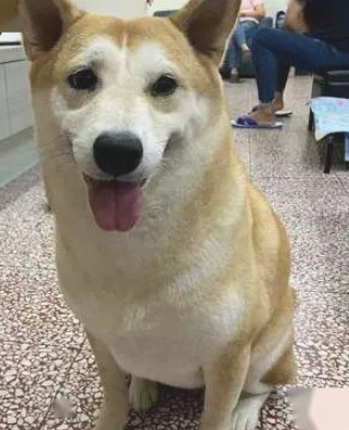 本来是柴犬却被误以为秋田，仅因奶奶怕它饿
