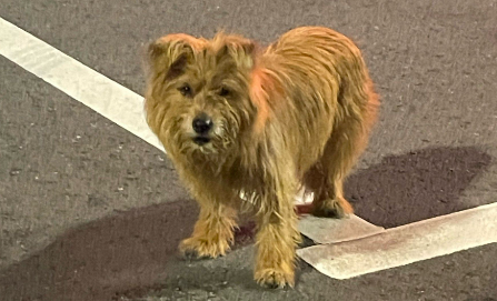 流浪狗暴雨中相拥被好心人收养,爱与希望的篇章