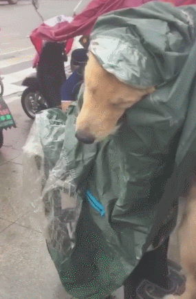 网友带小狗出门下大雨，自身淋着，金毛却衣着雨衣