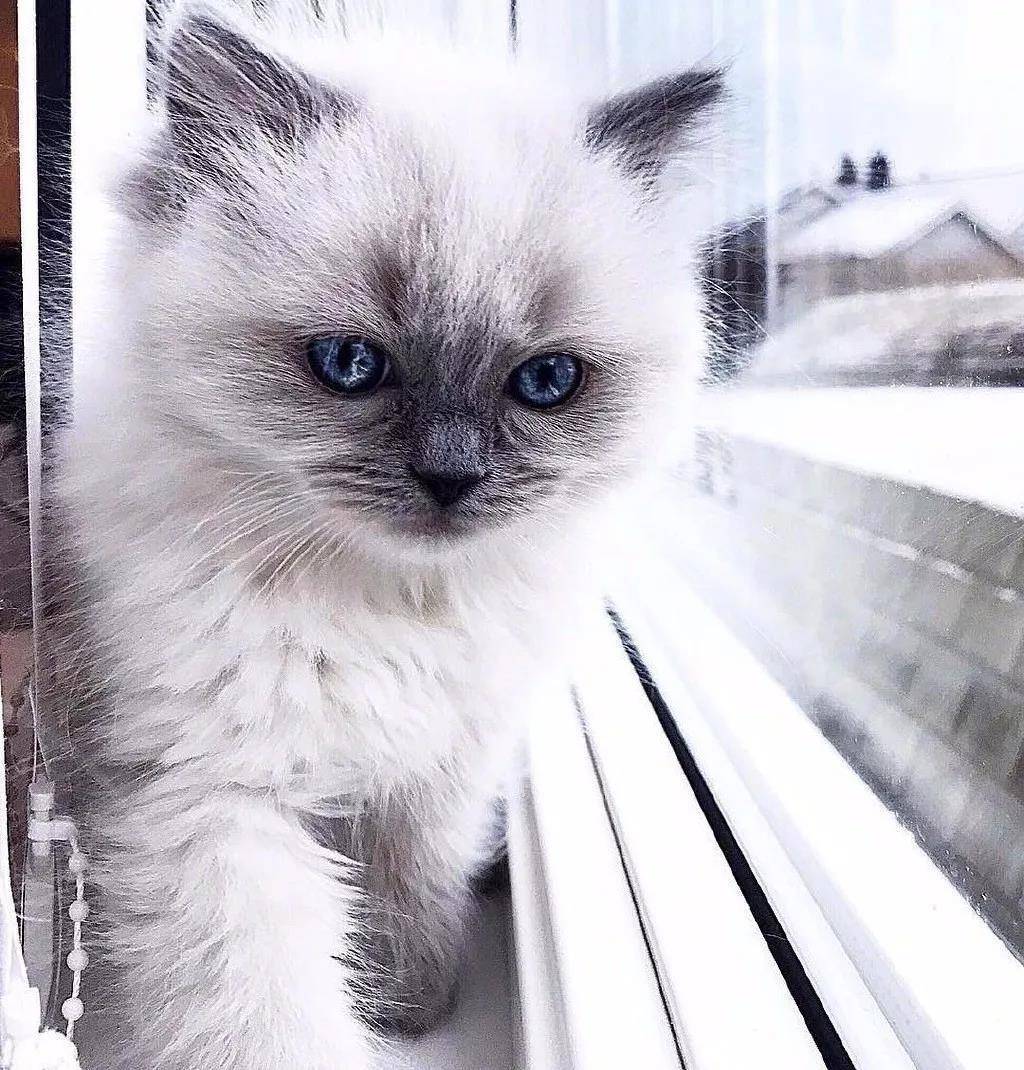 超萌的猫咪，眼里有星辰大海