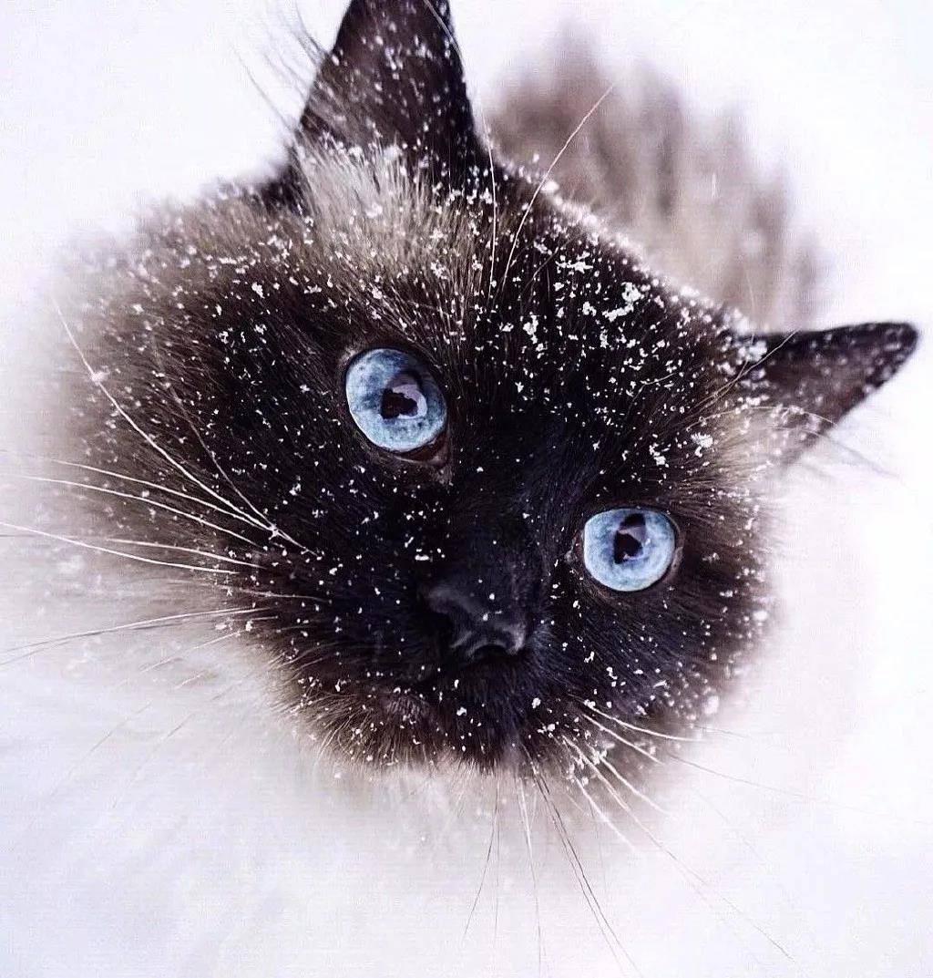 超萌的猫咪，眼里有星辰大海