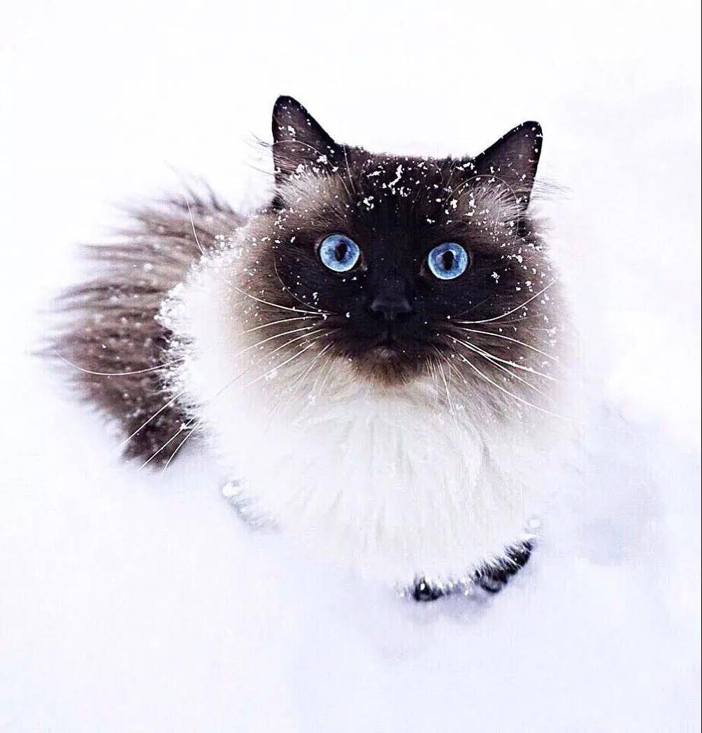 超萌的猫咪，眼里有星辰大海