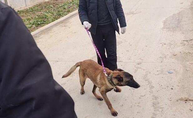 700块，不停推走狗贩子的马犬还是易了主，网友：可惜了，好狗没好命