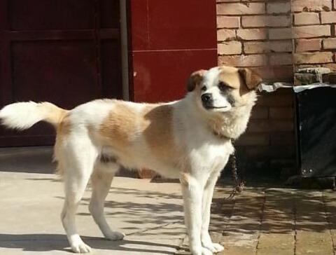 中华田园犬那么优秀，养的人依旧不多