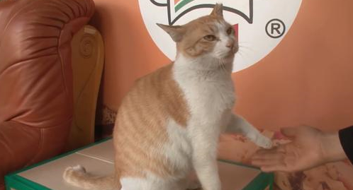 猫咪被当狗狗训练，学会听指令装死