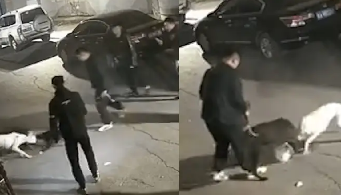 流浪猫被烈性犬咬死,长春警方通报:3名犬主被处罚!