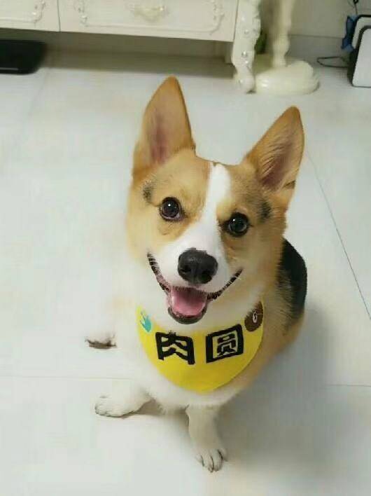 偶像肉圆
