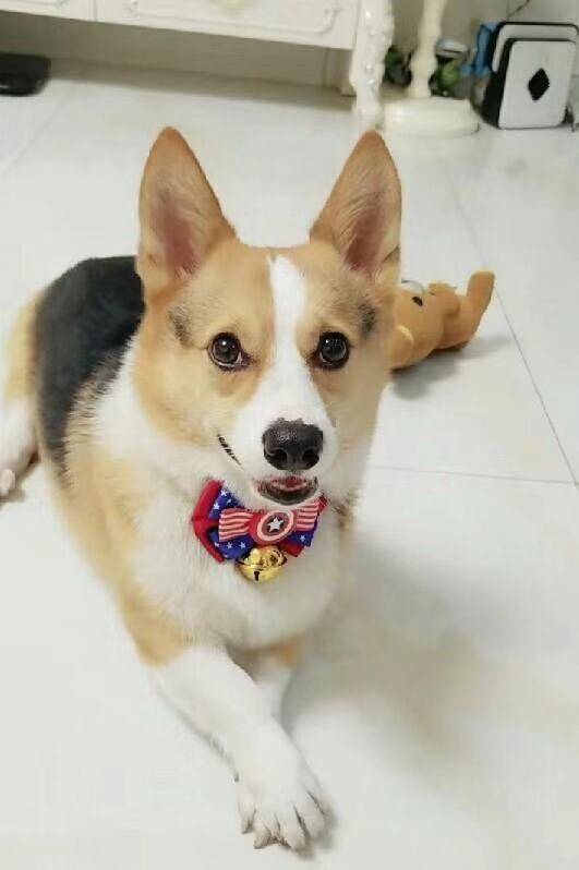 偶像肉圆