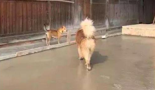 阿拉斯加犬跑到隔壁家刚铺的水泥道上，工人们看过，内心全是崩溃的