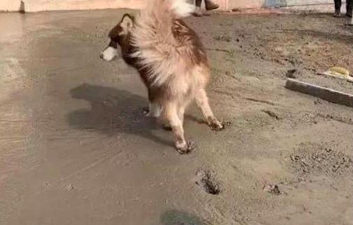 阿拉斯加犬跑到隔壁家刚铺的水泥道上，工人们看过，内心全是崩溃的