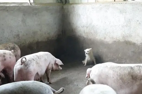 养在猪圈里,被猪欺负到墙角里的博美犬