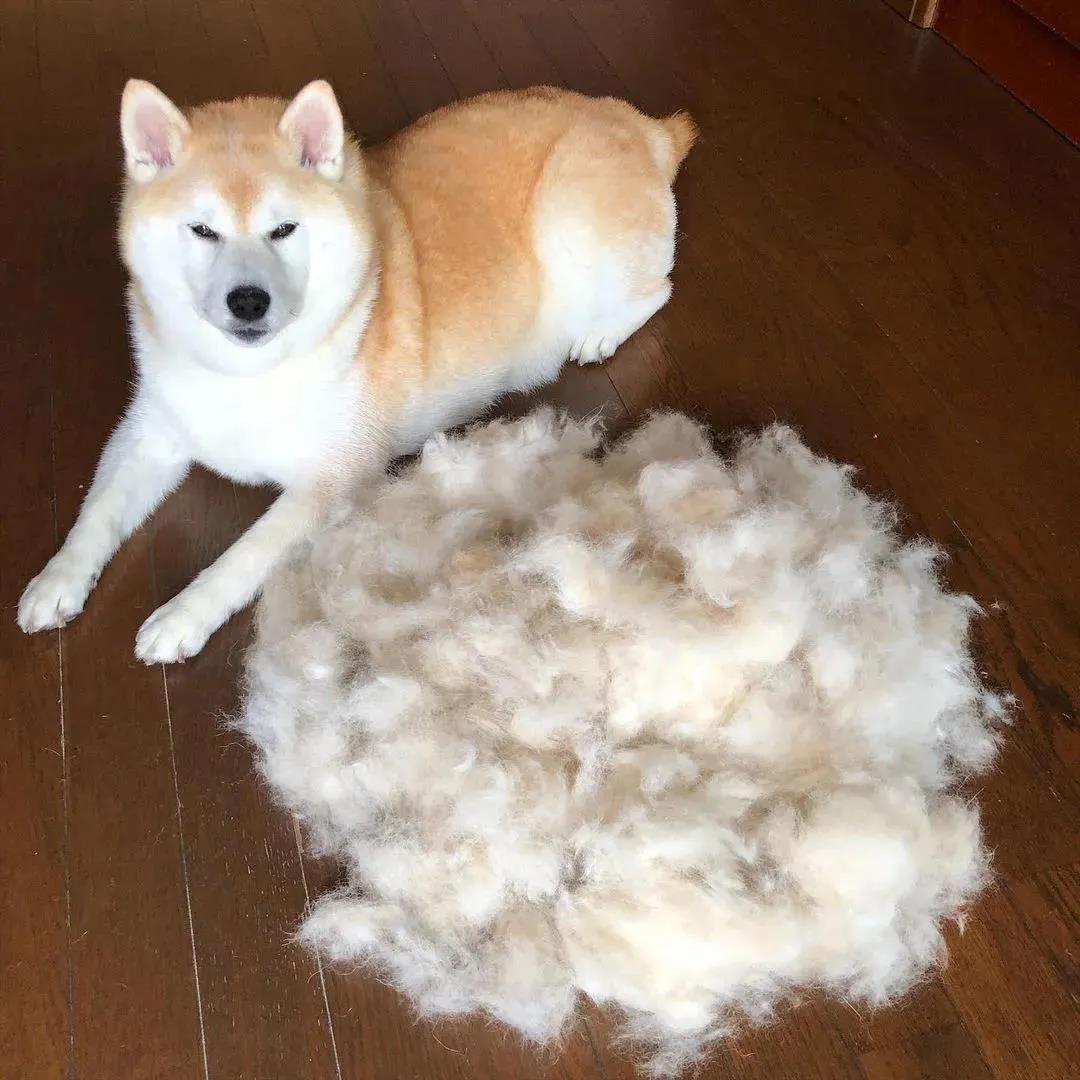 家里疯狂掉毛的狗子竟让铲屎官成了一个书法家！