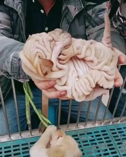 男子花2万买回宠物犬,远看像大肠,卖家却说赚大了!