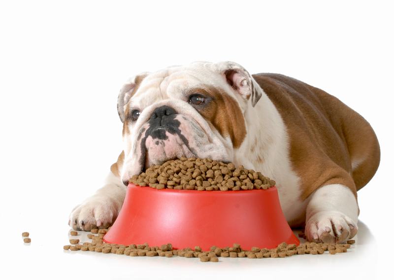 骑士查理王小猎犬：优雅与温顺的完美结合