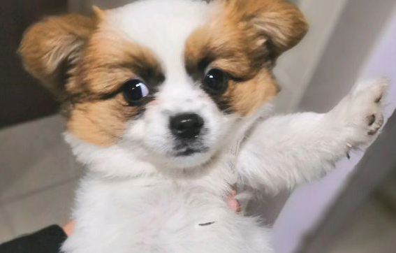 流浪犬蹲在店前等候好心人喂养,女生给点吃的后小家伙就寸步不离