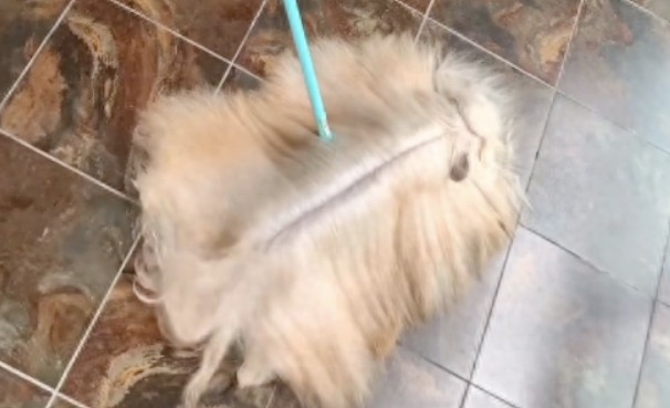 一只长发飘飘的狗狗，还以为我是起猛了，拖把都会摇尾巴了呢！