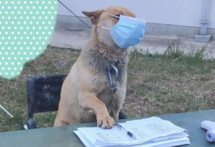 一只狗坐在体温测量点的桌椅上，还一本正经戴着口罩：来登记啦！