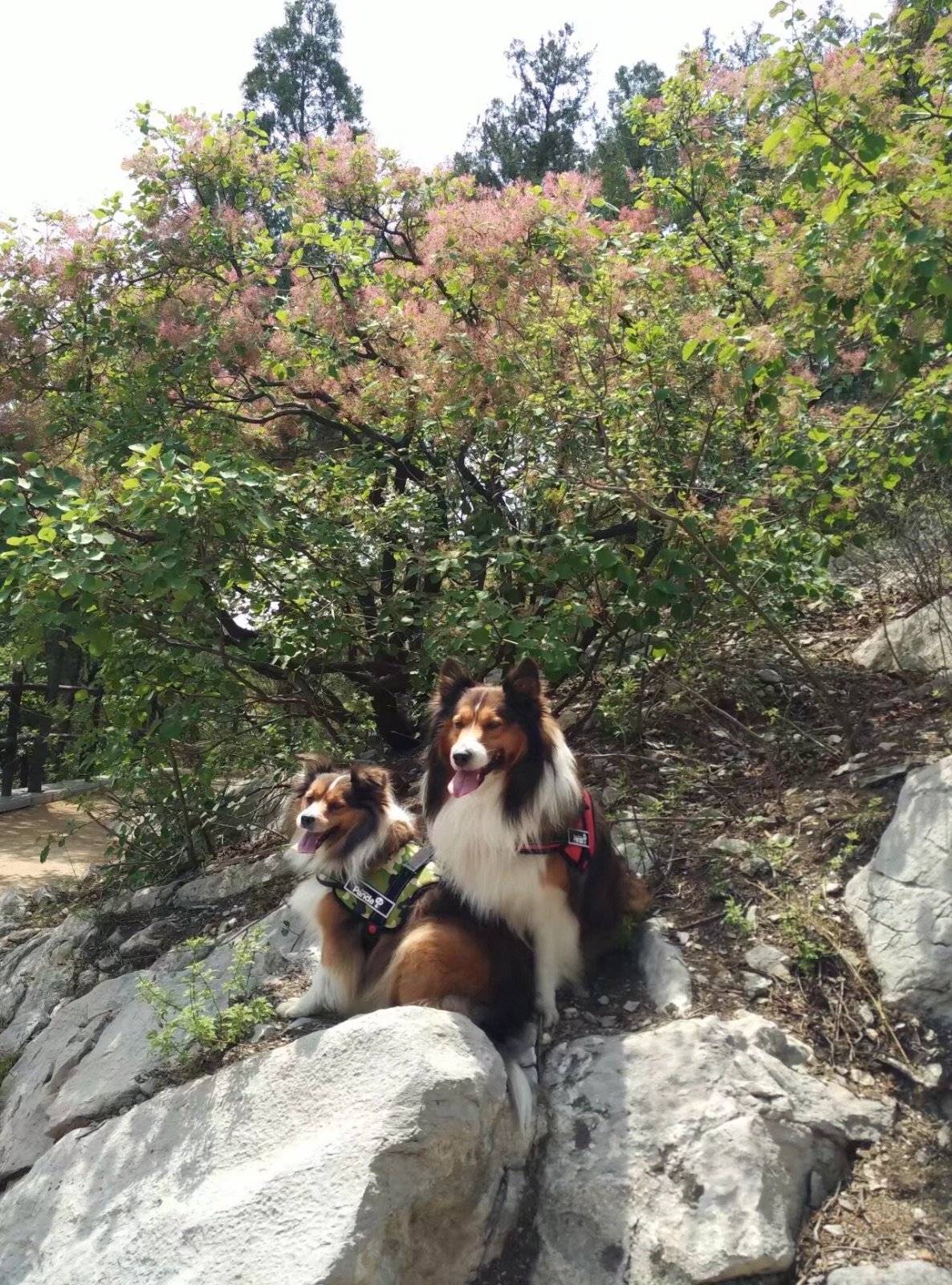 每逢周末只要有时间,就会带着得得贵贵去爬山。这是孩子们最盼望的日子,山上有看不完的风景,还可以偶遇到小伙伴。来的次数多了,都是两个孩子前面开路,一会功夫就爬到山顶。吹着山风看着美景,最重要的是和麻麻粑粑在一起,这是最开心的事!