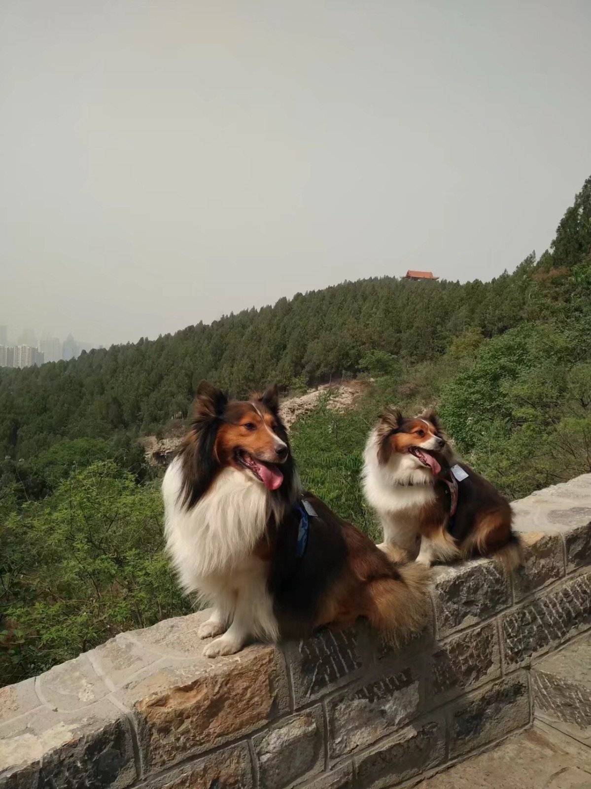 每逢周末只要有时间,就会带着得得贵贵去爬山。这是孩子们最盼望的日子,山上有看不完的风景,还可以偶遇到小伙伴。来的次数多了,都是两个孩子前面开路,一会功夫就爬到山顶。吹着山风看着美景,最重要的是和麻麻粑粑在一起,这是最开心的事!