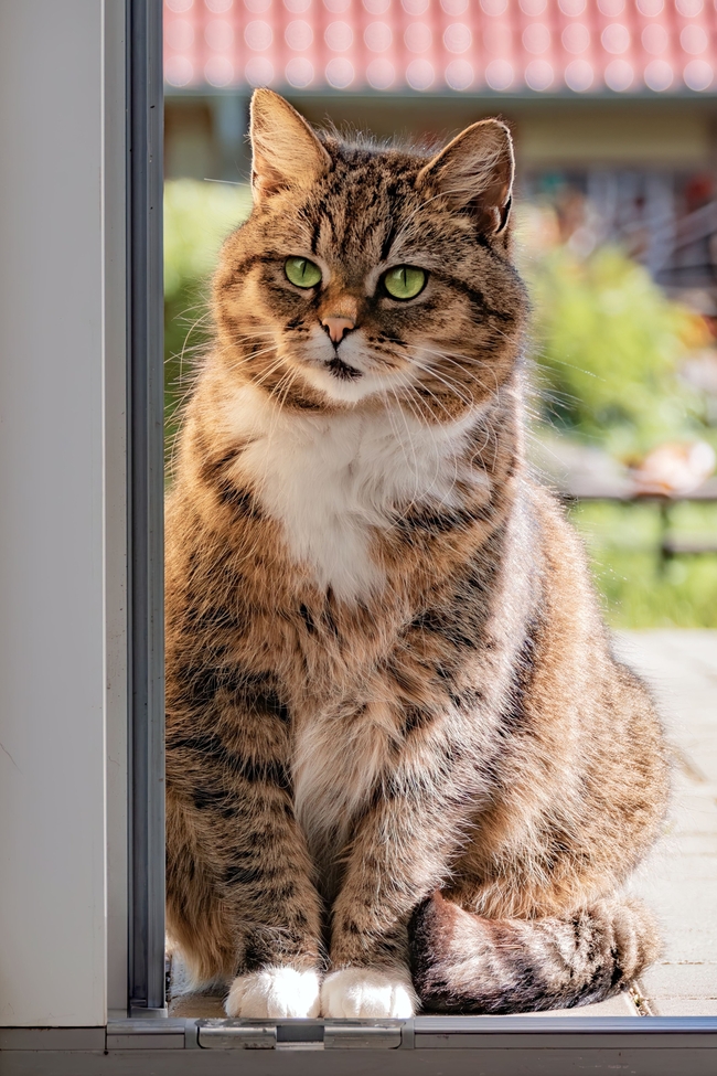 肥胖呆萌欧洲短毛猫摄影图片