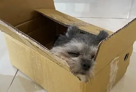 猫咪养大的博美犬，竟然沦落为“工具狗”！