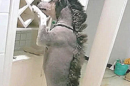 针对阿拉斯加犬而言，女主角公出确是自身飞升，二货造型设计不忍直视