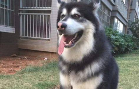 针对阿拉斯加犬而言，女主角公出确是自身飞升，二货造型设计不忍直视