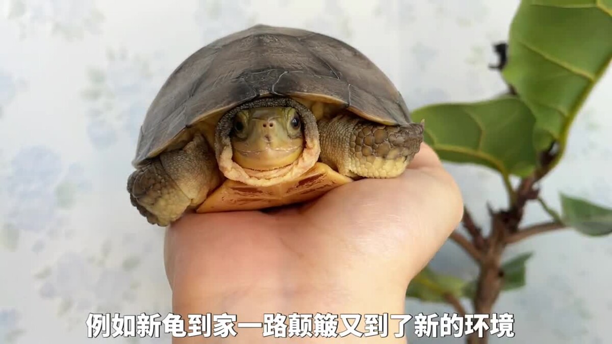 乌龟腐皮腐甲原因,及处理方法!