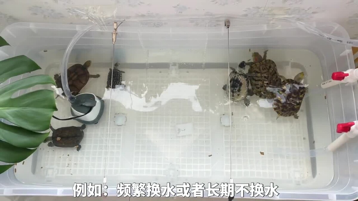 乌龟腐皮腐甲原因,及处理方法!