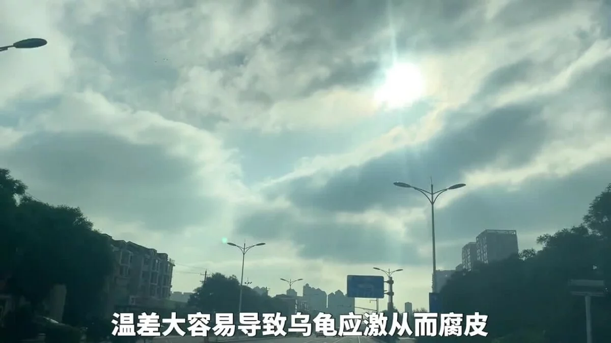 乌龟腐皮腐甲原因,及处理方法!