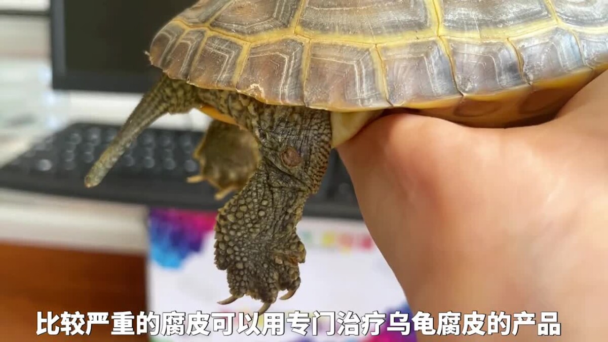 乌龟腐皮腐甲原因,及处理方法!