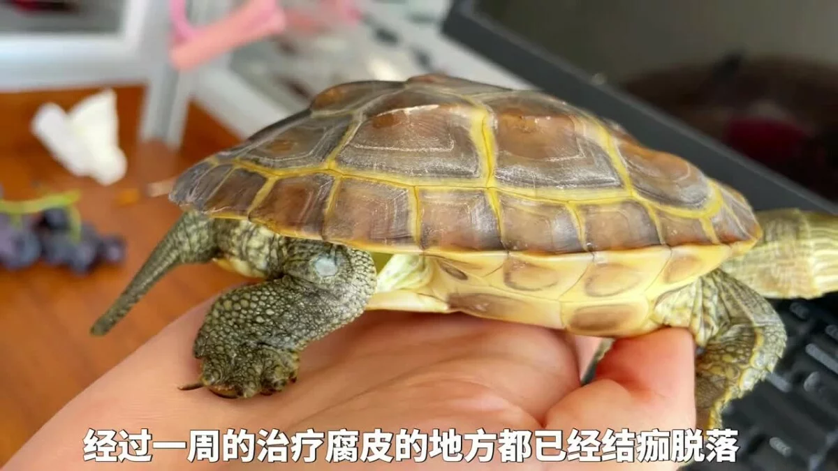 乌龟腐皮腐甲原因,及处理方法!