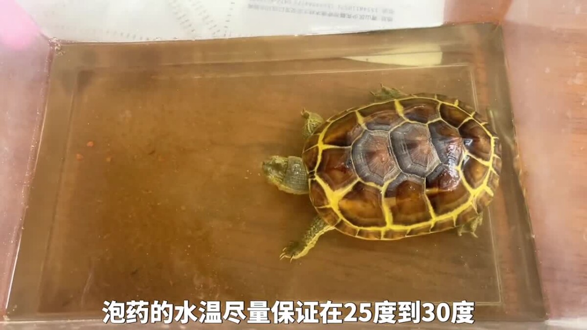 乌龟腐皮腐甲原因,及处理方法!
