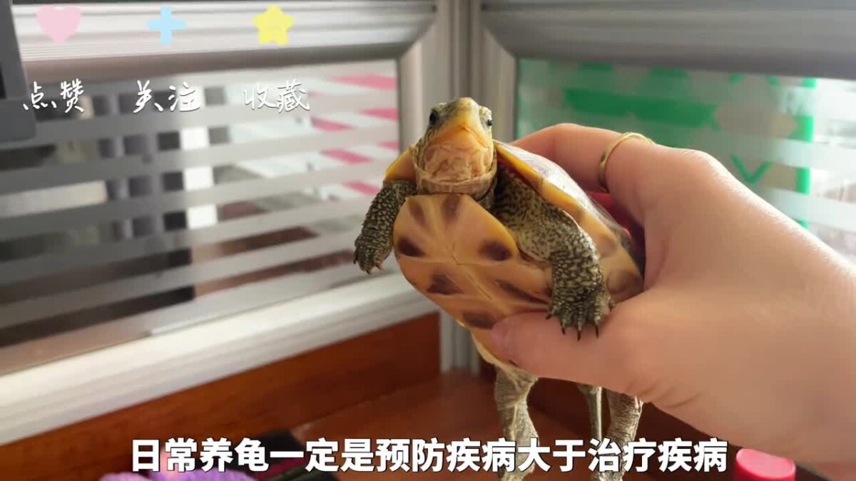 乌龟腐皮腐甲原因,及处理方法!