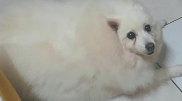 狗狗休重好多个月暴涨4倍，主人家却不逼迫它减肥，身后小故事令人辛酸