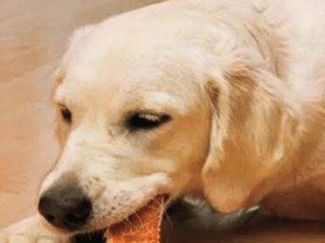 狗偷吃猫罐头,主人特别的惩罚方式,狗:我被封印!