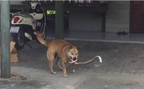 狗狗一直在后院犬吠,主人靠近看清它嘴里叼的东西后捏了把冷汗