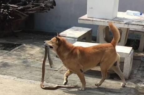 狗狗一直在后院犬吠,主人靠近看清它嘴里叼的东西后捏了把冷汗