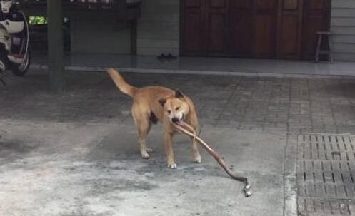 狗狗一直在后院犬吠,主人靠近看清它嘴里叼的东西后捏了把冷汗