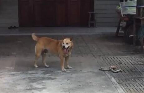 狗狗一直在后院犬吠,主人靠近看清它嘴里叼的东西后捏了把冷汗