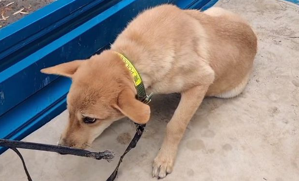 瘸腿狗狗卖狗贩，临别时，狗狗险些咬伤主人