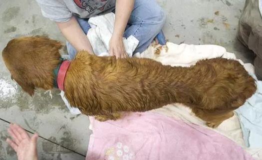 母狗不能生崽失去价值，主人恼羞成怒要将它摧毁！