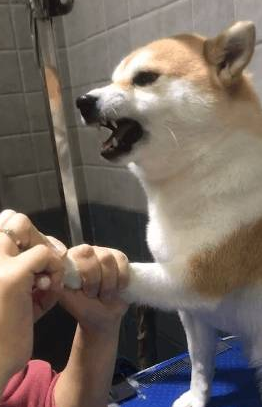 主人想给柴犬剪指甲，它竟龇牙咧嘴吓唬人