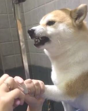 主人想给柴犬剪指甲，它竟龇牙咧嘴吓唬人