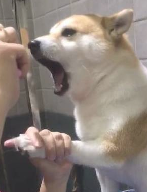主人想给柴犬剪指甲，它竟龇牙咧嘴吓唬人