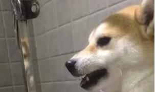主人想给柴犬剪指甲，它竟龇牙咧嘴吓唬人